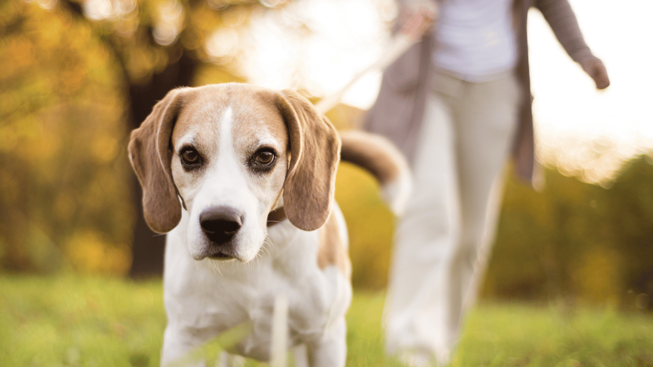 How to Train Older Dogs to Walk Without Pulling